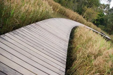 Path in wetland Foto stock