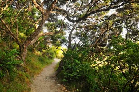 Path to Wharariki Beach with windswept trees, Golden Bay, New Zealand Stock Photos