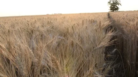 Path in Wheat Field Stock Footage 51749075