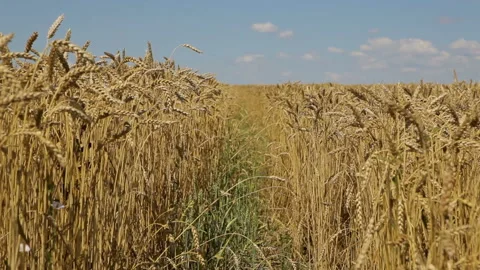 Path in a wheat field. Stock Footage 102167778