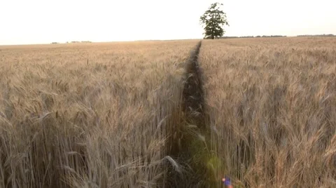 Path in Wheat Field II. Stock Footage 51749078