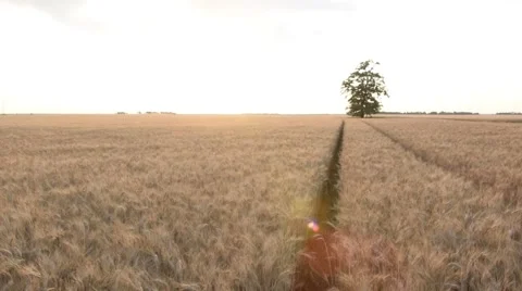 Path in Wheat Field III. Stock Footage 51749124