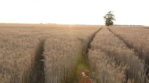 Path in Wheat Field IV. Stock Footage 51749186