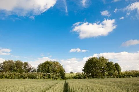 Path in a wheat field. Landscape with green wheat in Sunny weather in summer. Stock Photos