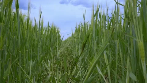 A path on a wheat field stretching into the distance. Stock Footage 130955268