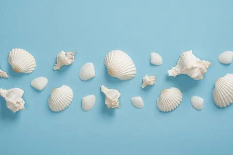 A path of white seashells, scallops and conchs, on a light blue background. S Stock Photos