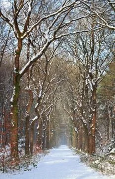 Path in white snow winter forest Stock Photos