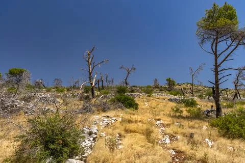 The path to the wild beach of Vela i Mala Draga on the coast of the island .. Stock Photos