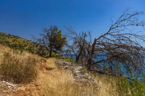 The path to the wild beach of Vela i Mala Draga on the coast of the island .. Stock Photos