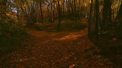 Path in the Wild Woods in Autumn Stock Footage 75516148