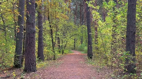 Path winding through an autumn forest Stock Footage 314032325