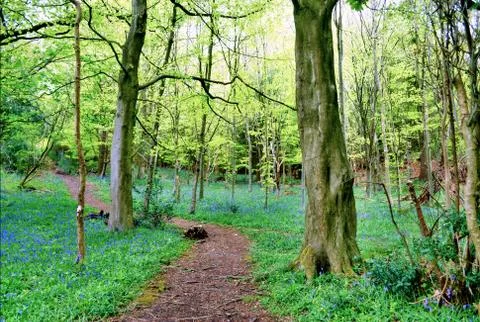 Path winding through bluebell woods Stock-Fotos
