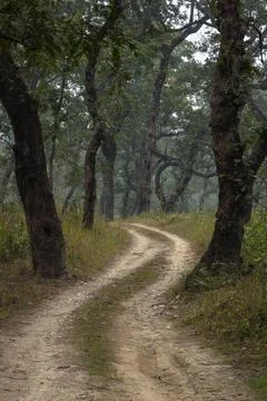 Path winding through deciduous forest of Chitwan National Park in Nepal Stock Photos