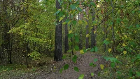 Path winding through a lush green forest in autumn Stock Footage 314564398