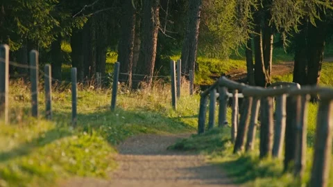 Path Winding Through Sunlit Forest Trail with Rustic Wooden Fence in Dolomites Stock Footage 331164030