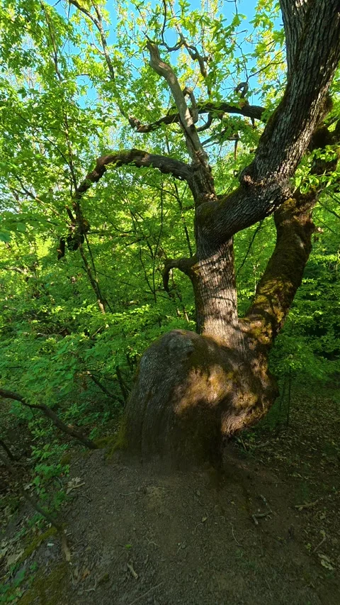 Path winds gently beneath its shade. Ovcar Kablar Gorge, Serbia. Vertical Видео 334227473