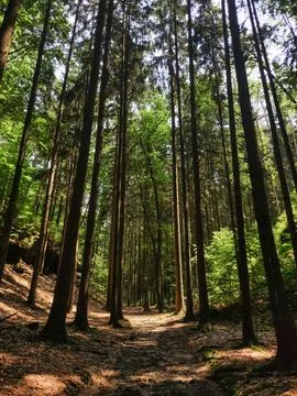 A path winds through a dense forest, sunlight filtering through the tall trees Stock Photos