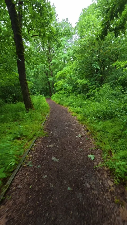 Path winds through dense, green forest under soft. Sumarice, Vertical Stock Footage 340903256