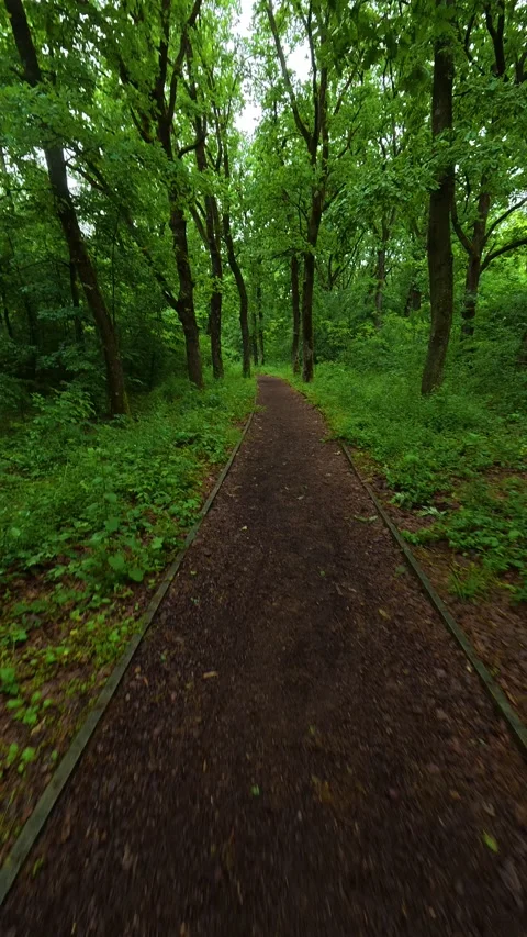 Path winds through emerald forest canopy. Sumarice, Vertical Stock Footage 340903281