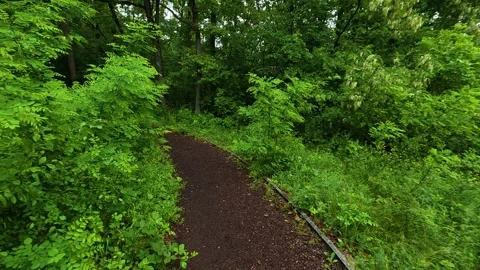 Path winds through lush green forest under soft. Sumarice, Kragujevac Stock Footage 340900501