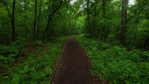 Path winds through lush green forest. Sumarice, Kragujevac Stock Footage 340900587