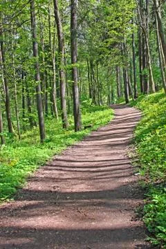 Path winds through a lush green forest Stock Photos