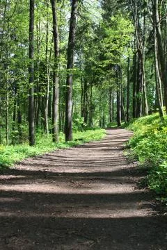 Path winds through a lush green forest Stock Photos