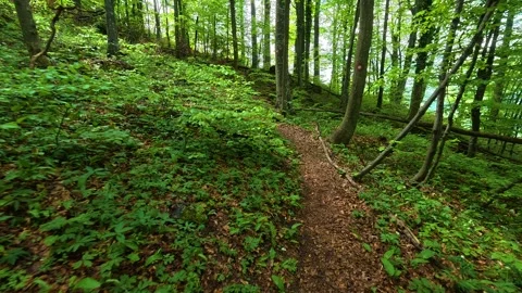 Path winds through thick, leafy forest floor. Jastrebac Mountain, Serbia. Stock Footage 336024002