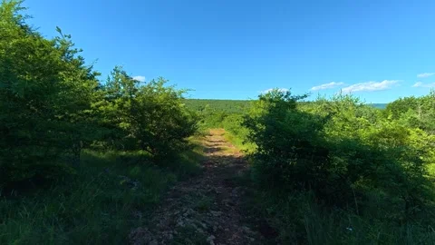 Path winds through thick, sunlit undergrowth. Kozji Kamen hiking path, Serbia Vídeos de archivo 342339873