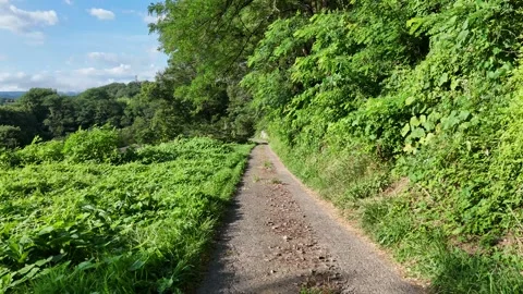 Path winds through vibrant greenery Vídeos de archivo 340892189