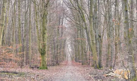 Path on a winter day in a forest in Germany Stock Photos