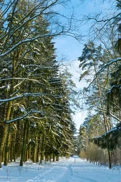 Path in a winter forest. Beautiful winter landscape. Stock Photos