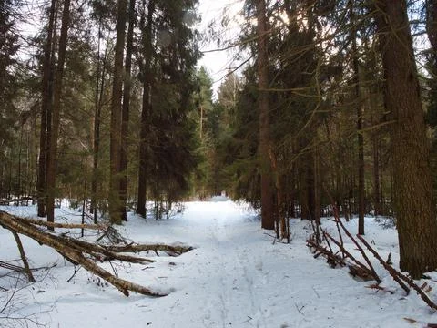 A path in the winter forest. End of winter in Russia Stock Photos