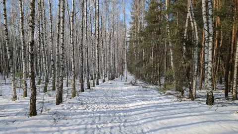 Path in the winter forest Stock Footage 232875475