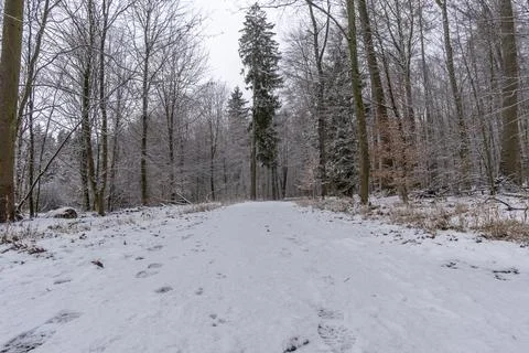 Path in the winter forest with light snow Stock Photos