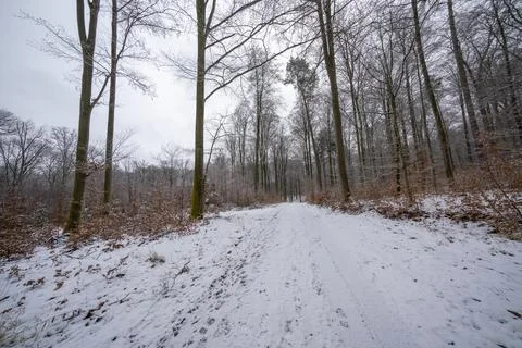 Path in the winter forest with light snow Stock Photos