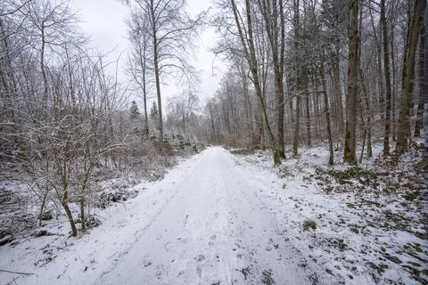 Path in the winter forest with light snow Stock Photos