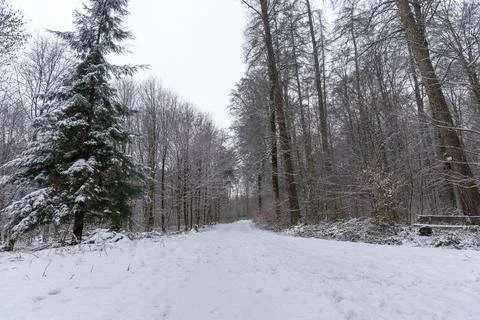 Path in the winter forest with light snow Stock Photos