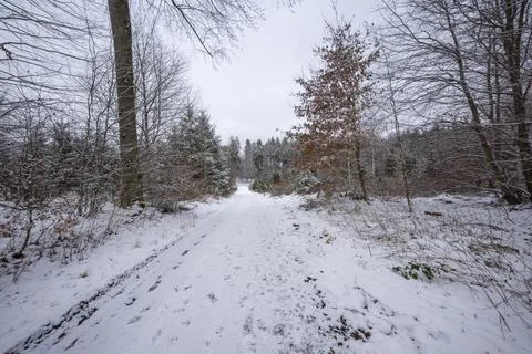 Path in the winter forest with light snow Stock Photos