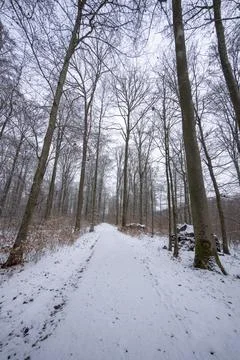 Path in the winter forest with light snow Stock Photos