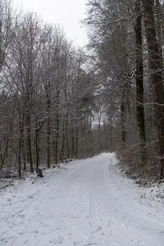 Path in the winter forest with light snow Stock Photos