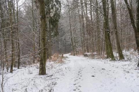 Path in the winter forest with light snow Stock Photos