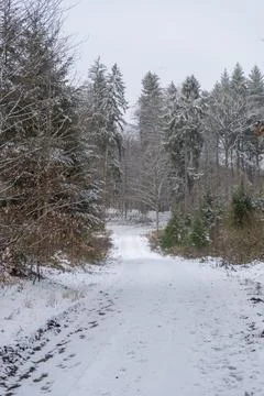 Path in the winter forest with light snow Stock Photos