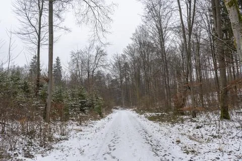 Path in the winter forest with light snow Stock Photos