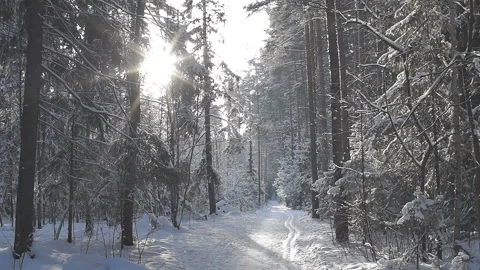 Path in the winter forest. melting snow under the sun in the spring Stock Footage 86208961