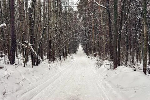 Path in winter forest on an overcast day Stock Photos