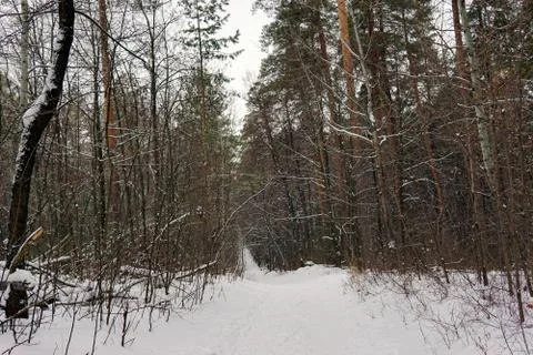 Path in winter forest on an overcast day Stock Photos