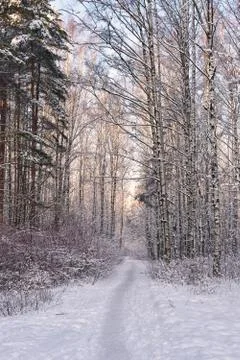 Path in winter forest Stock-Fotos