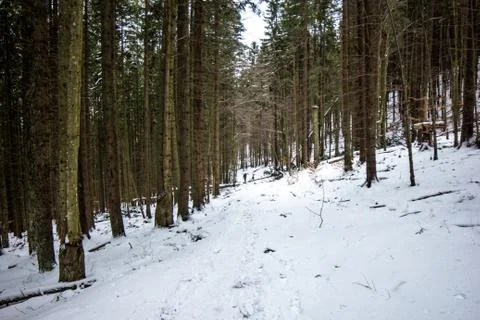 Path in winter forest Stock Photos