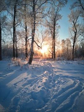 Path in the winter forest Foto stock